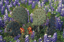 Cactus surrounded by Bluebonnets von Danita Delimont
