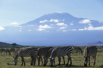 Herd of Plains Zebra (Equus burchelli) feeding in savanna near foot of Mount Kilimanjaro von Danita Delimont