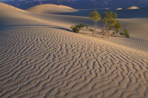 Mesquite Flats sand dunes with flowering creosotebush von Danita Delimont