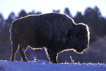 Bison (Bison bison) by Danita Delimont