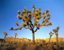 Mojave Desert by Danita Delimont