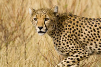 Cheetah at Samburu NP von Danita Delimont