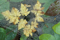Dew on spiderweb and ferns von Danita Delimont