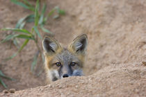 Shy red fox kit near den site von Danita Delimont