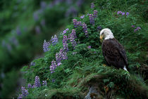 Unalaska Island Bald Eagle among Nootka Lupine (Haliaeetus leucocephalus) by Danita Delimont