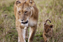 Female Lion with cub (Panthera Leo) as seen in the Masai Mara von Danita Delimont