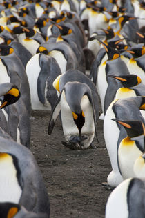 King penguin (Aptenodytes patagonicus) with new chick by Danita Delimont