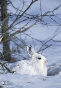 Snowshoe hare von Danita Delimont