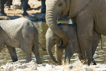 Elephants (Loxodonta africana) and calf at watering hole by Danita Delimont