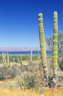 Cardon Cactus (Pachycereus pringlei) von Danita Delimont