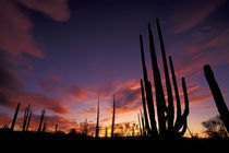 Bojum tree and Cardon cactus by Danita Delimont