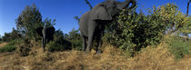 Elephants (Loxodonta africana) feeding in acacia trees near banks of Chobe River von Danita Delimont