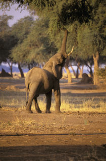 Elephant (Loxodonta africana) by Danita Delimont