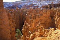 High on the Navajo Loop trail by Danita Delimont