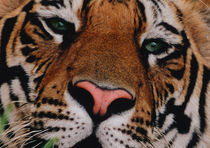 Bengal Tiger Portrait von Danita Delimont