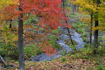 Coles Creek lined with autumn maple trees near Houghton in the UP of Michigan von Danita Delimont