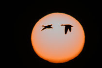 Two snow geese in flight against pinkish sun von Danita Delimont
