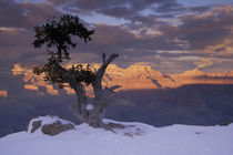 Sunset on the south rim; juniper trees; winter by Danita Delimont