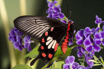 Papilio polytes romulus von Danita Delimont