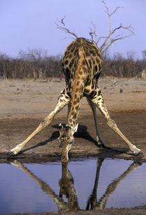 Giraffe (Giraffa camelopardalis) drinking at water hole in Savuti Marsh by Danita Delimont
