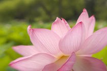 Closeup of pink lotus by Danita Delimont