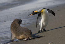 South Georgia Island (UK)King Penguins (Aptenodytes patagonicus) and Antarctic Fur Seals (Arctocephalus gazella) along shoreline at massive rookery along Saint Andrews Bay by Danita Delimont