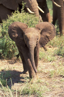 African Elephant von Danita Delimont