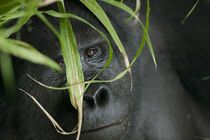 Adult Mountain Gorilla (Gorilla gorilla beringei) in rainforest by Danita Delimont