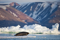 Bearded Seal (Erignathus barbatus) resting on pan ice in Lomfjorden at sunset on summer evening by Danita Delimont