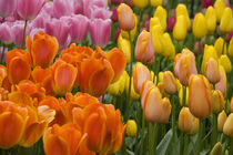 5 million tulips in 100 varieties von Danita Delimont