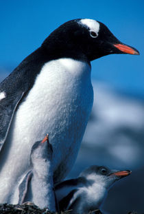 Gentoo Penguin with chicks by Danita Delimont