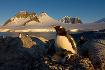 Southern Ocean von Danita Delimont