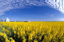 Canola Field and Gray Barn von Danita Delimont