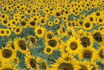 Kentucky Pattern in field of cultivated sunflowers by Danita Delimont