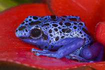 Close-up of poison dart frog on red leaf von Danita Delimont