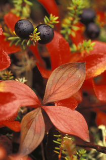 Bearberry (Arctostaphylos Uvaursi) and dark crowberries von Danita Delimont