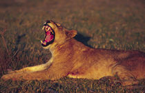 Lioness (Panthera leo) yawning in early morning light von Danita Delimont