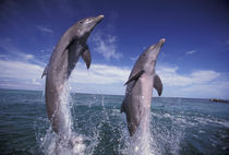 Bottlenose dolphins (Tursiops truncatus) von Danita Delimont