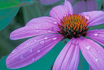 Purple Cone flower with water drops by Danita Delimont