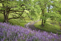 Dirt road winds past lupine flowers and oak trees von Danita Delimont