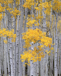 Fishlake National Forest by Danita Delimont