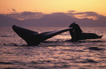 Inside Passage Humpback whales (Megaptera novaengliae) at sunset by Danita Delimont