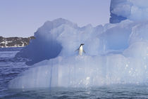 Antarctica Penguin; Adelie on ice floe von Danita Delimont