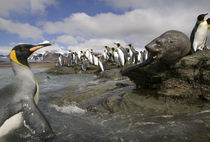 Antarctic Fur Seal (Arctocephalus gazella) and King Penguins swimming along rocky shoreline near massive rookery along Saint Andrews Bay von Danita Delimont