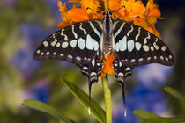 Sammamish Washington Tropical Butterflies photograph of Graphium antheus the Large Striped Swordtail Butterfly on small orange Orchid by Danita Delimont