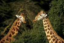 Rothschild giraffe browsing (Giraffa camelopardalis rothschildi) by Danita Delimont