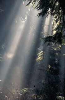 Sun rays through mist von Danita Delimont