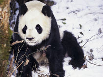 Giant Panda in winter snow at Wolong Nature Reserve by Danita Delimont