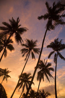 French Polynesia von Danita Delimont