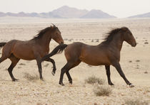 Wild horses running on the Namib Desert by Danita Delimont